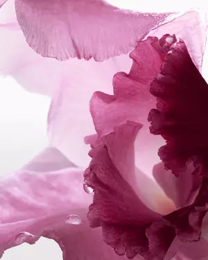 Floral fragrance illustration Lancome