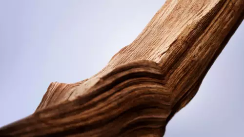 Woody beauty visual for Lancome