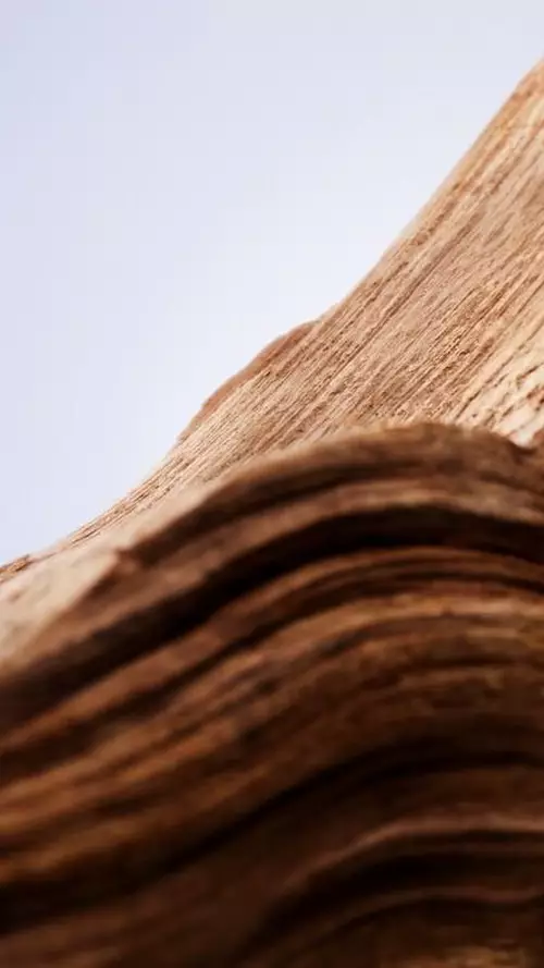 Woody beauty visual for Lancome