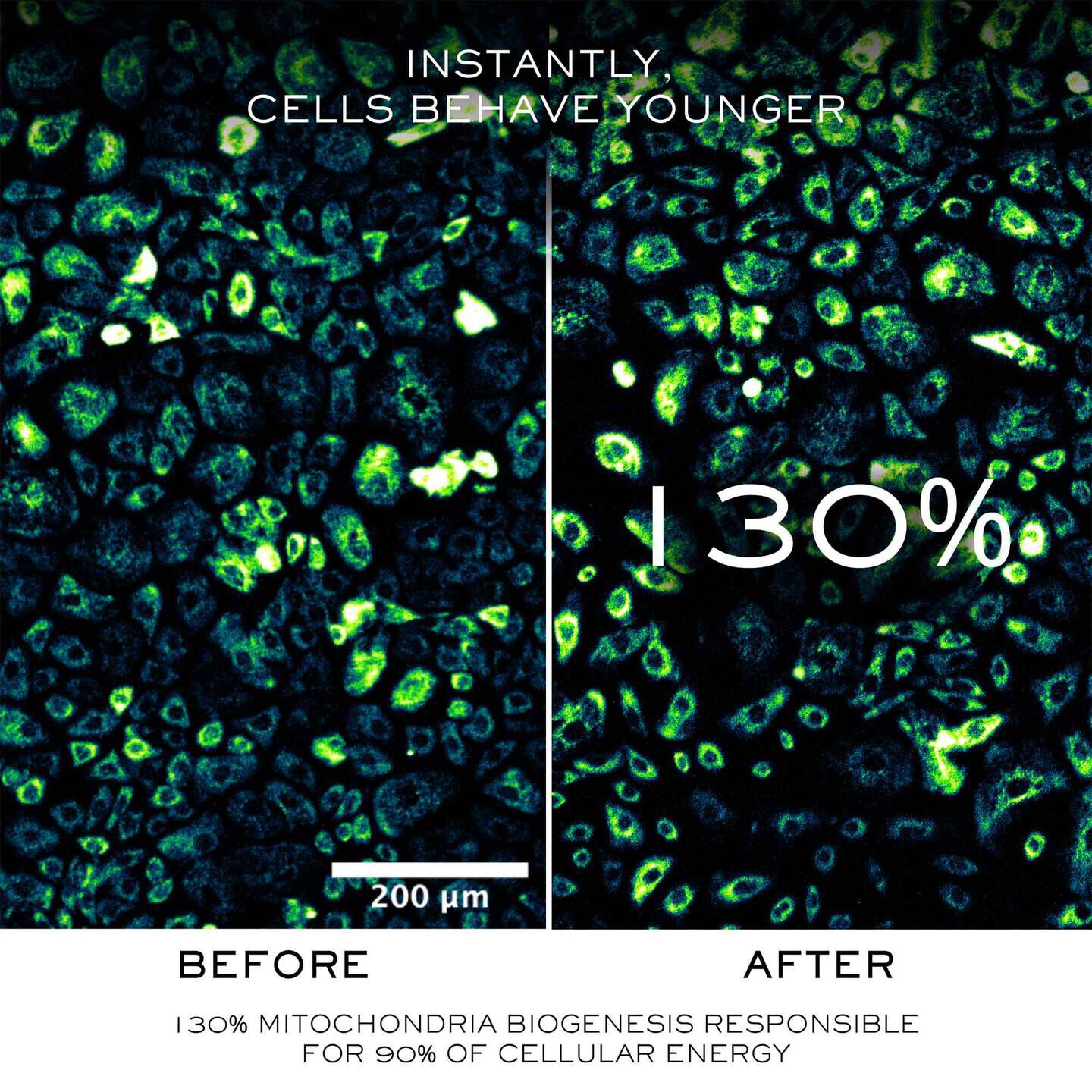 Absolue Longevity The Soft Cream