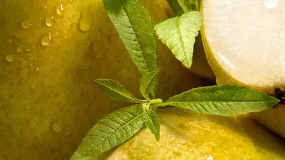 Imagen del ingrediente - recorte sobre ramas de verbena